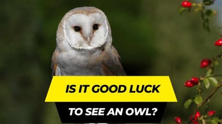 Is it good luck to see an owl? – Celebrity.fm – #1 Official Stars, Business & People Network, Wiki, Success story, Biography & Quotes
