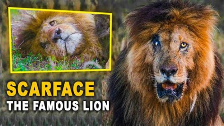 ¿Caracortada es real? – Celebrity.fm