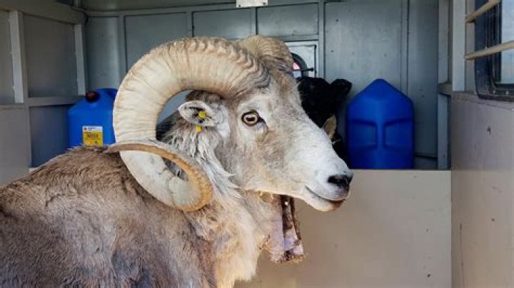 Montana Farmer Arrested For Breeding Giant Hybrid Sheep