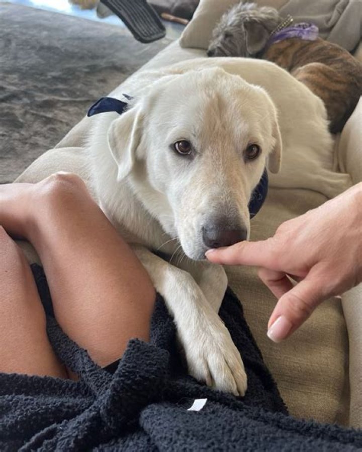 Jennifer Aniston Flaunts Gorgeous Legs in Short Bathrobe at Home With Pup Chesterfield: Photos