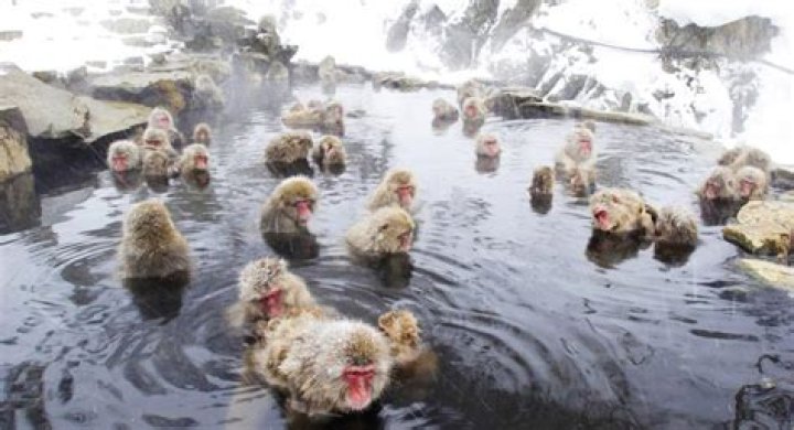 Where Snow Monkeys Go To Hot Tub In Japan