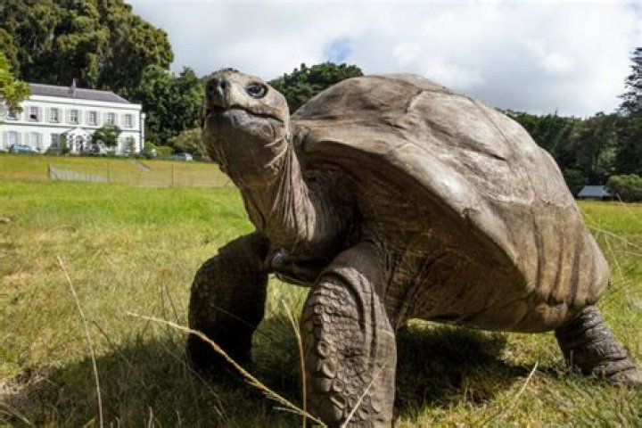 Meet Jonathan The Tortoise, The Oldest Land Animal In The World
