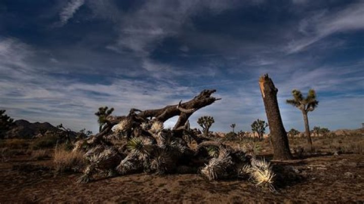 Visitors Vandalize Joshua Tree Park During Government Shutdown