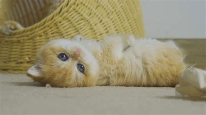 
Kitten Natividad Cause of Death: What Happened To Kitten Natividad? Revealed 