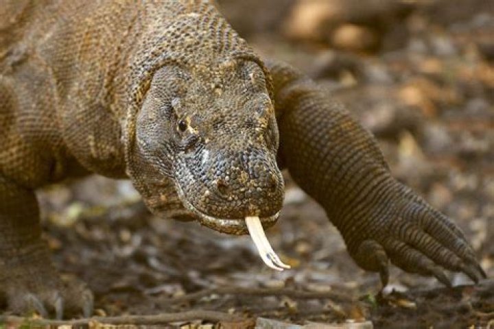Komodo Dragon Smuggling Prompts Island To Close To Visitors