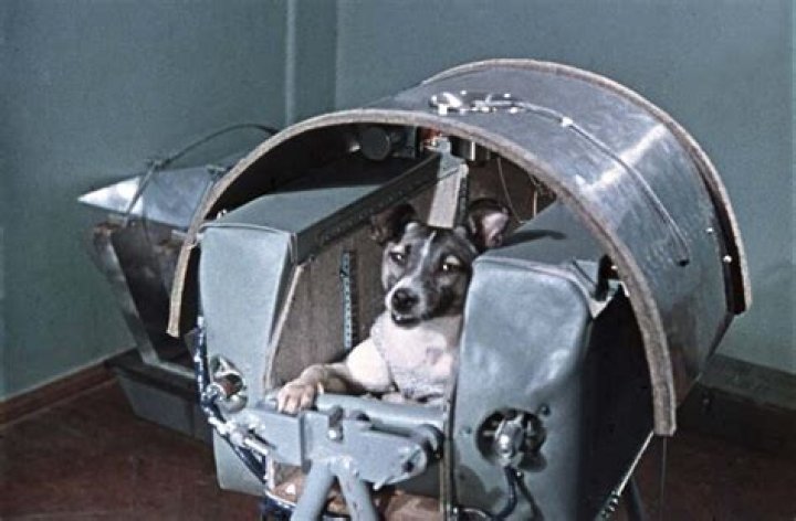 Laika, The Soviet Space Dog Sent On A Suicide Mission