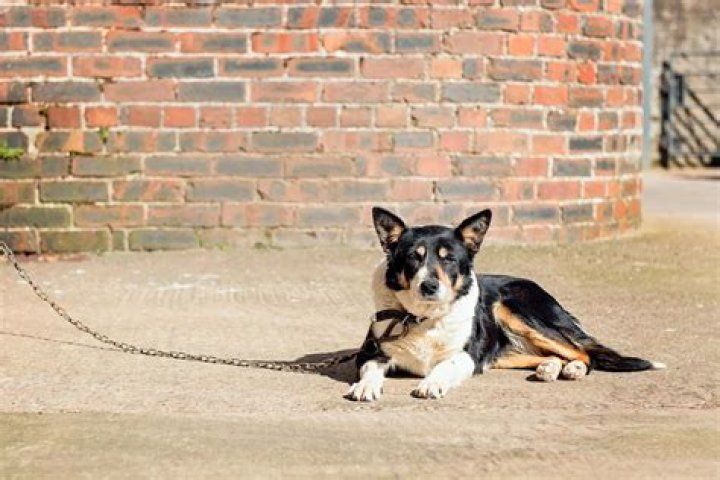 New Law Says Jail Time For Owners Who Leave Dogs Out In Cold