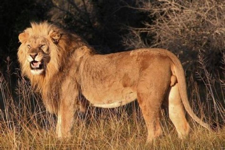 Pride Of Lions Eats Group Of Poachers Alive In South African Game Reserve