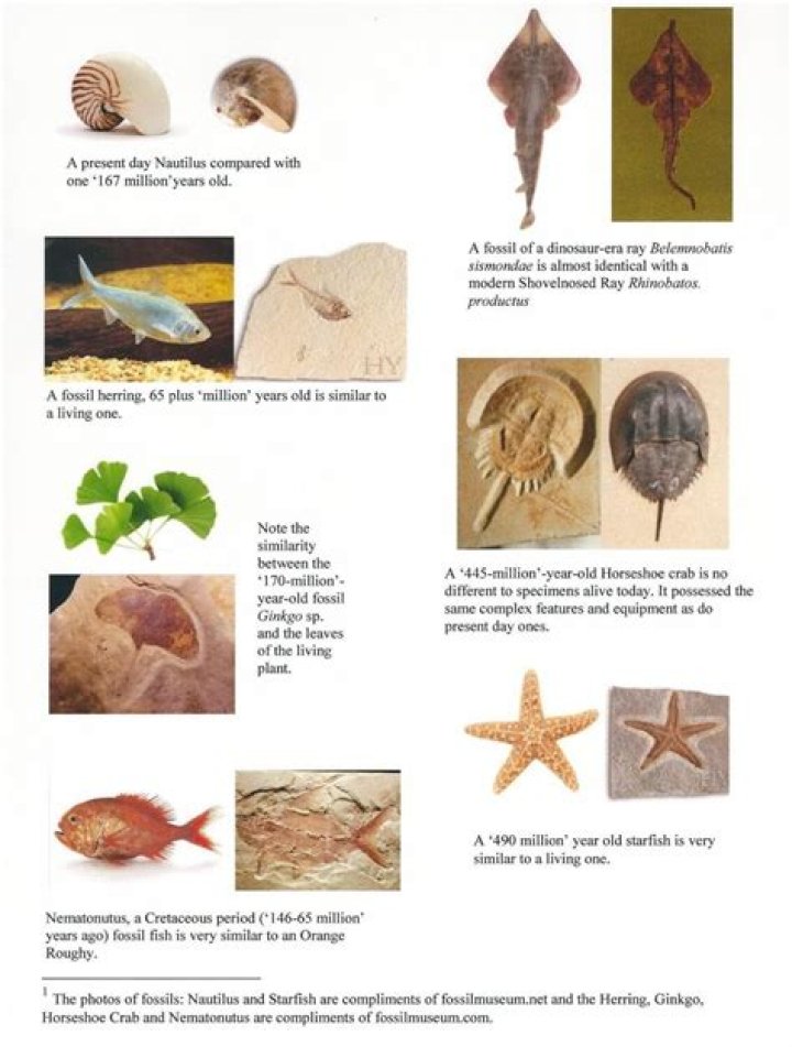 The World's 6 Most Astounding Living Fossils