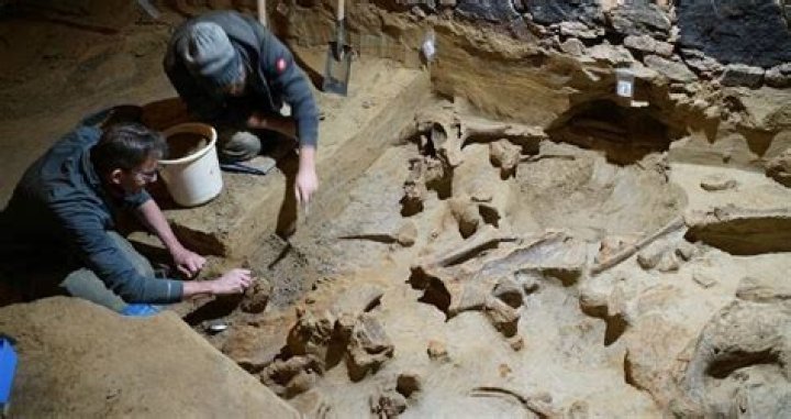 Austrian Man Renovating Wine Cellar Finds Mammoth Bones