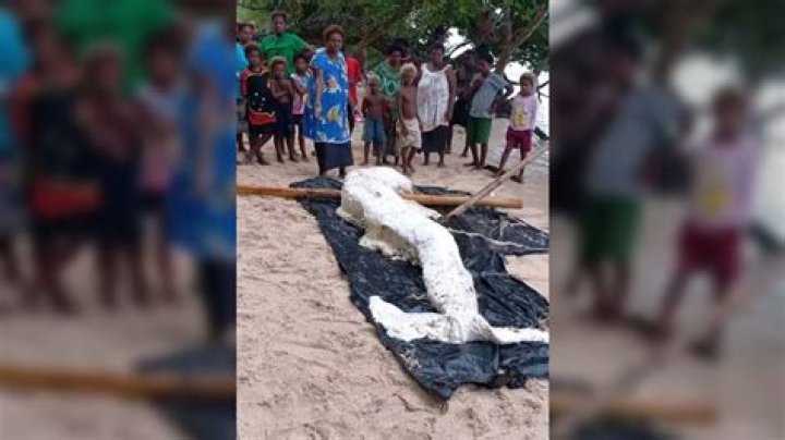 'Mermaid Globster' Washes Ashore In Papua New Guinea