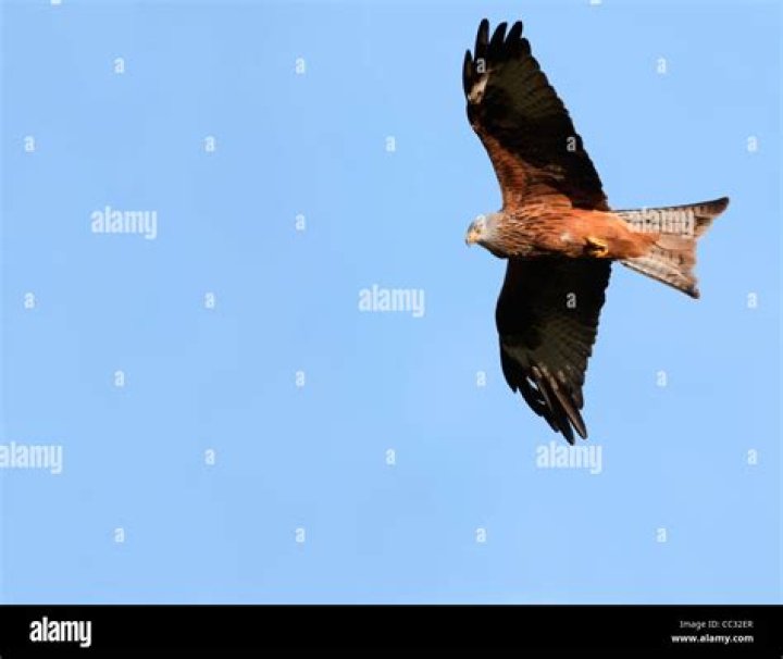 Astrology Birth Chart of Milan Rouge (Fashion Designer) 2024