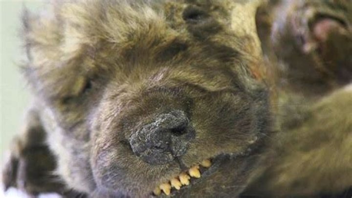 Mummified Wolf-Dog Found Underneath Siberian Permafrost Dating Back To 18,000 Years Ago