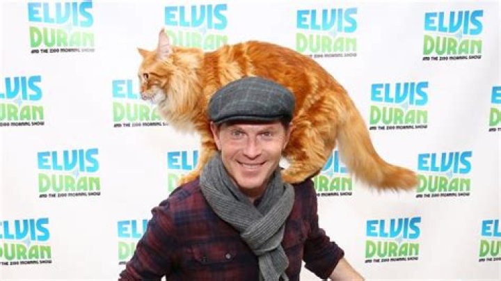 Nacho Flay (Cat) - Age, Birthday, Bio, Facts, Family, Net Worth, Height & More