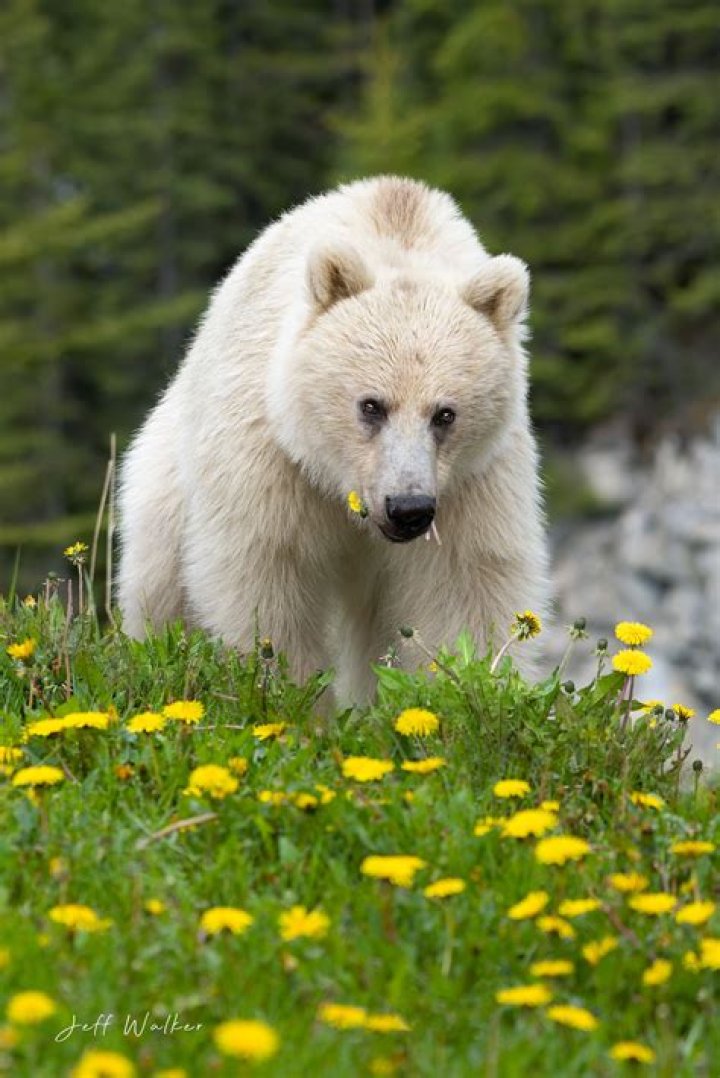 White Grizzly Bear Nakoda And Cubs Killed On Canadian Highway