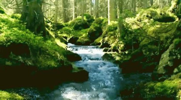 Twenty-Four Incredible Nature GIFs