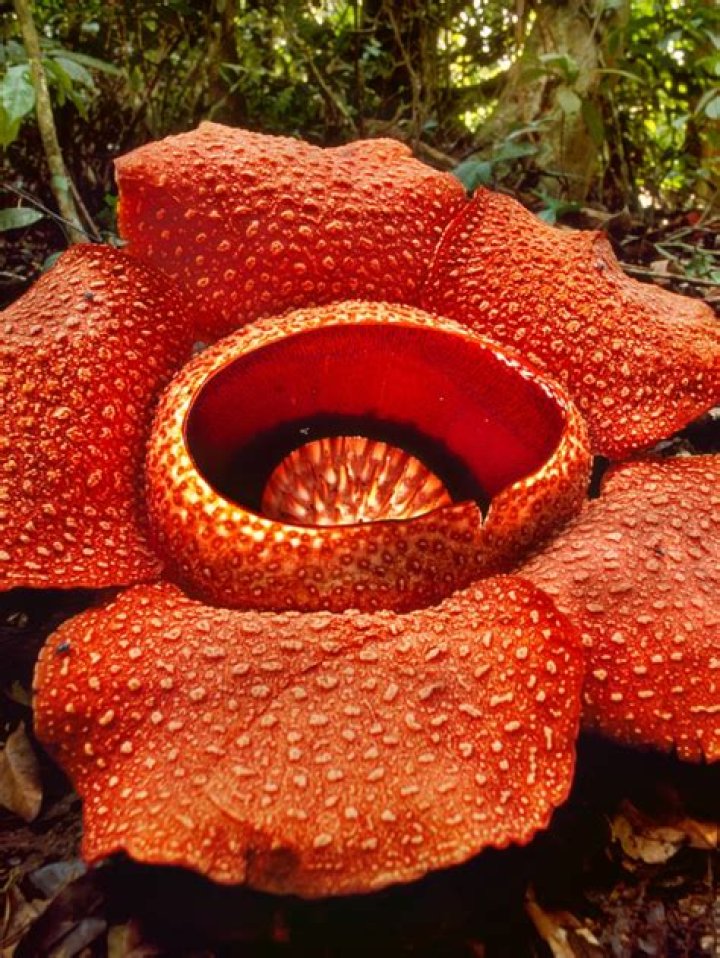 Nature's Five Most Peculiar Plants