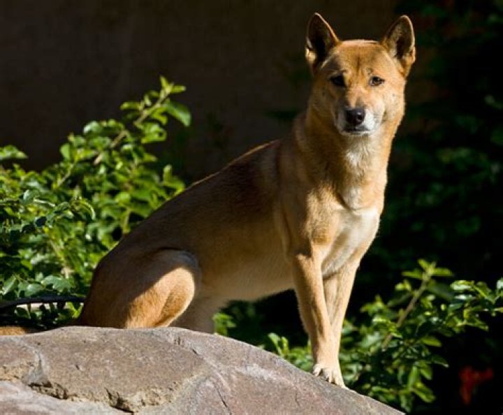 Rare New Guinea Singing Dogs Found Thriving In The Wild