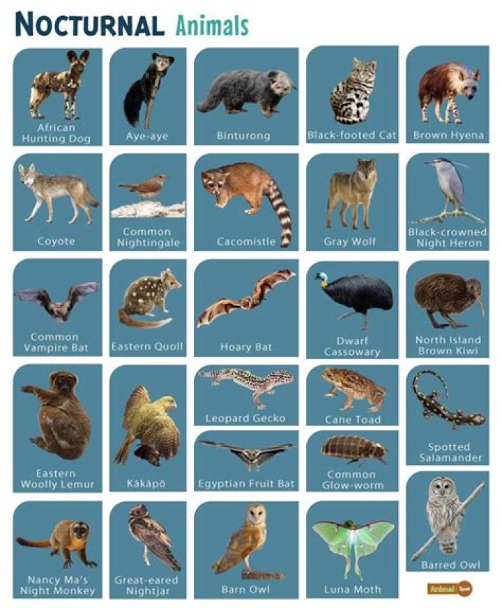 How The Death Of The Dinosaurs Is Why We Sleep At Night