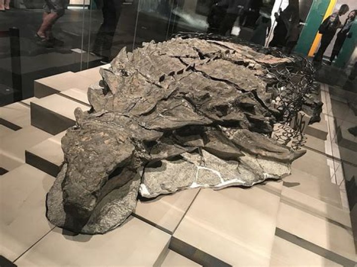 Nodosaur, The Dinosaur Mummy Found With Its Skin And Guts Intact