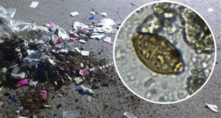 Kim Jong-Un Wants North Koreans' Feces To Fight The Fertilizer Crisis