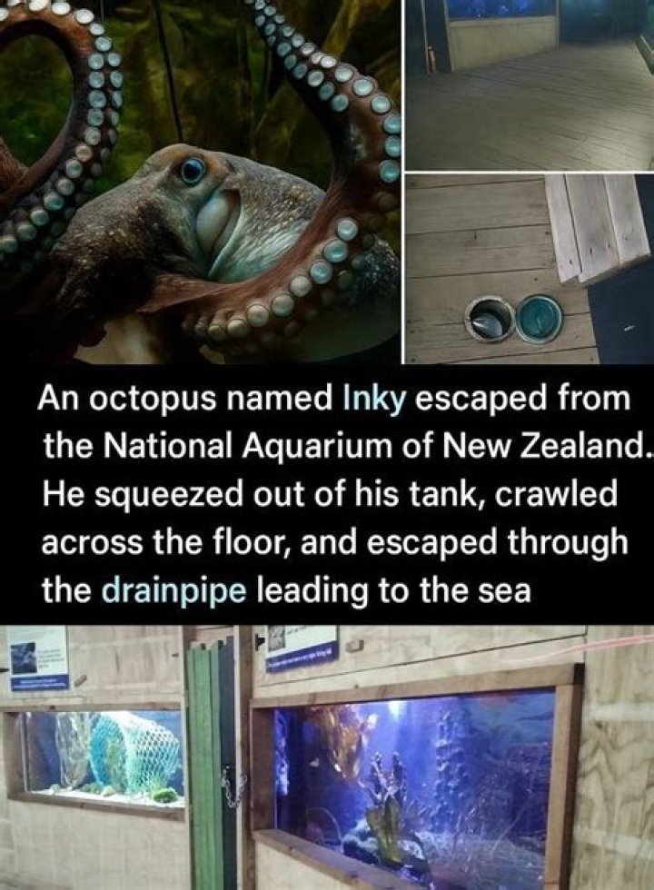 Daring Octopus Escape You Have To See To Believe