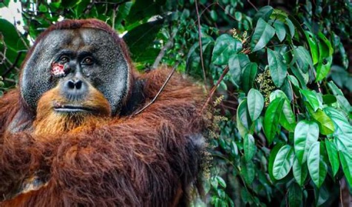 Researchers Observe Orangutan Using Medicinal Herbs