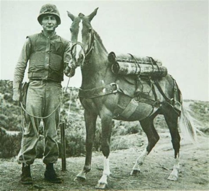 Dickin Medal Recipients From Sgt Reckless To Simon The Cat
