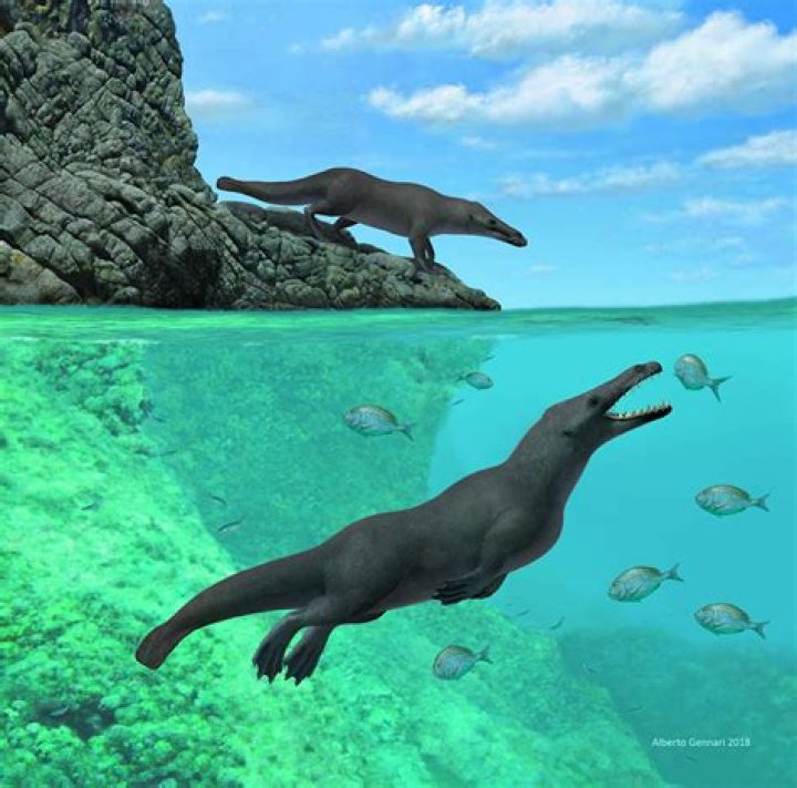 Scientists Discover Remains Of Ancient Four-Legged Whale In Peru