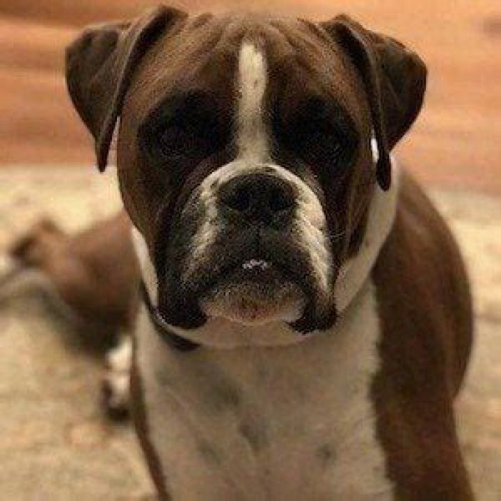 Piper LeBlanc (Dog) - Age, Birthday, Bio, Facts, Family, Net Worth, Height & More