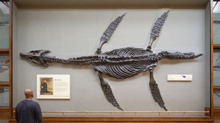 'Ginormous' Pliosaur Bones Found By Chance In U.K. Museum