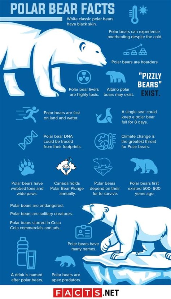 21 Polar Bear Facts That'll Make You Fall For Earth's Largest Predator