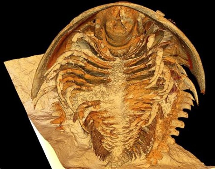 Scientists Find 500-Million-Year-Old Trilobite Fossils In Morocco
