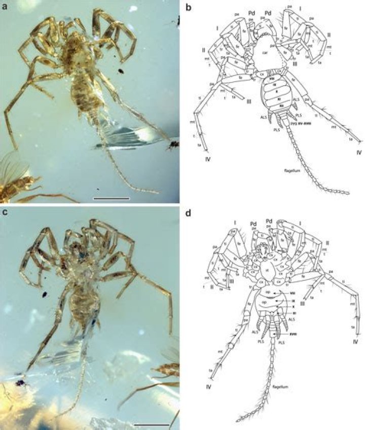 As If They Weren't Bad Enough, Scientists Find That Spiders Used To Have Tails