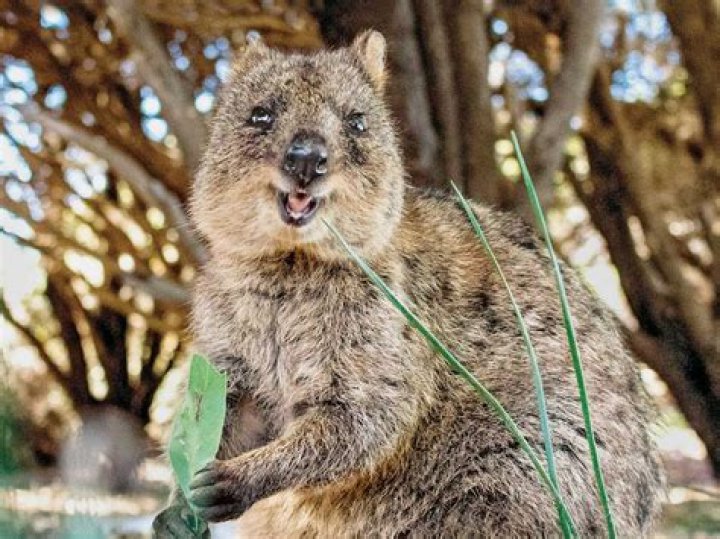This Smiling, Cat-Sized Marsupial Might Be The Cutest Animal On Earth