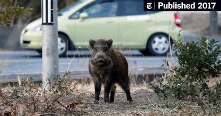 Radioactive Boars Are Preventing People From Returning Home To Fukushima
