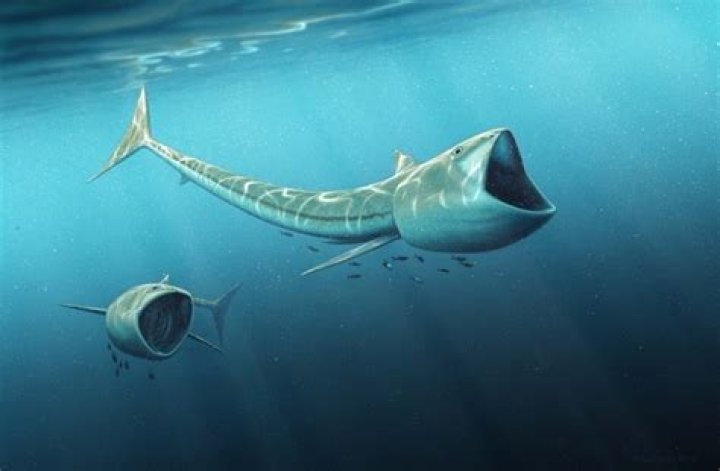 Giant-Mouthed Prehistoric Fish Discovered In Colorado