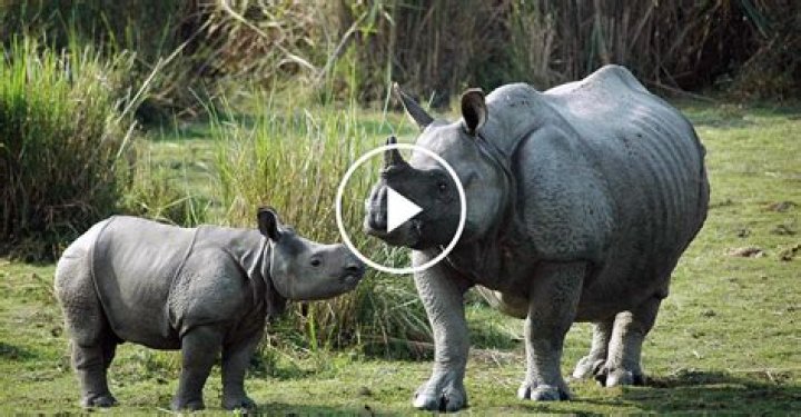 Indian Park Rangers Shoot Poachers On Sight, Reduce Rhino Poaching To Almost Zero