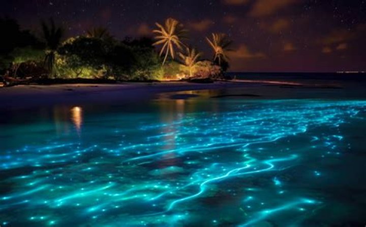 Explore The Sparkling Sea Of Stars In The Maldives