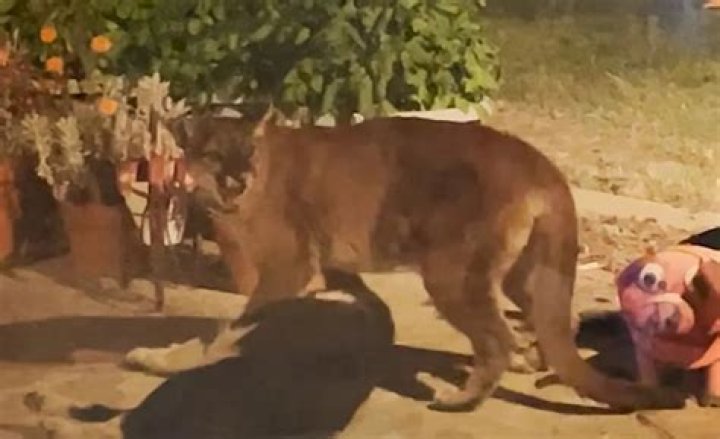 
Sherman the Border Collie Survives Terrifying Mountain Lion Attack Inside California Home: Watch! 