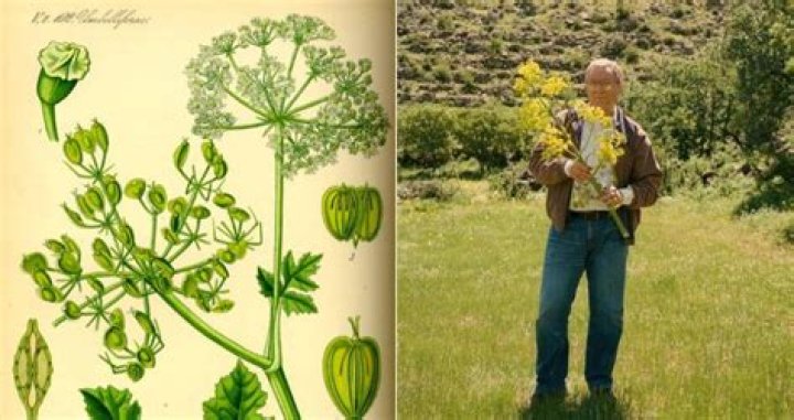 Silphium, The Ancient 'Miracle Plant' Rediscovered In Turkey