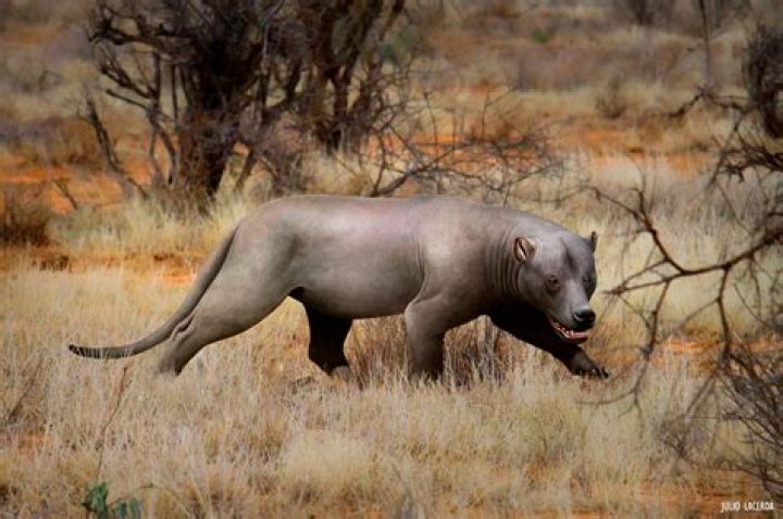 Scientists Discover Prehistoric Lion With Banana-Sized Teeth