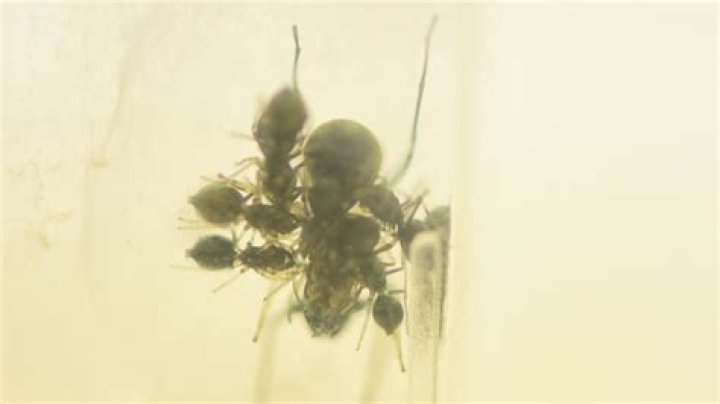 Jumping Spider Mom Found To Nurse Her Spider Babies With Milk