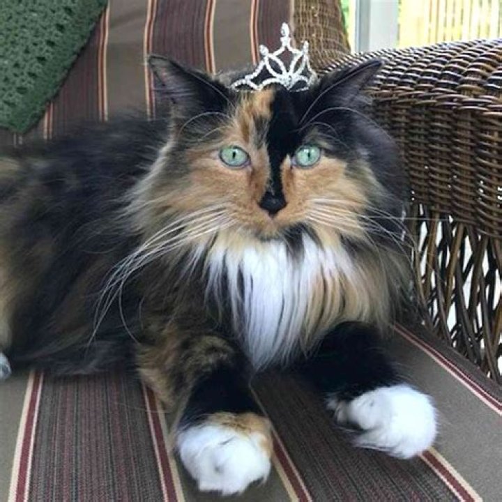 A Cat Was Just Elected Mayor Of A Small Town — And She's Not First