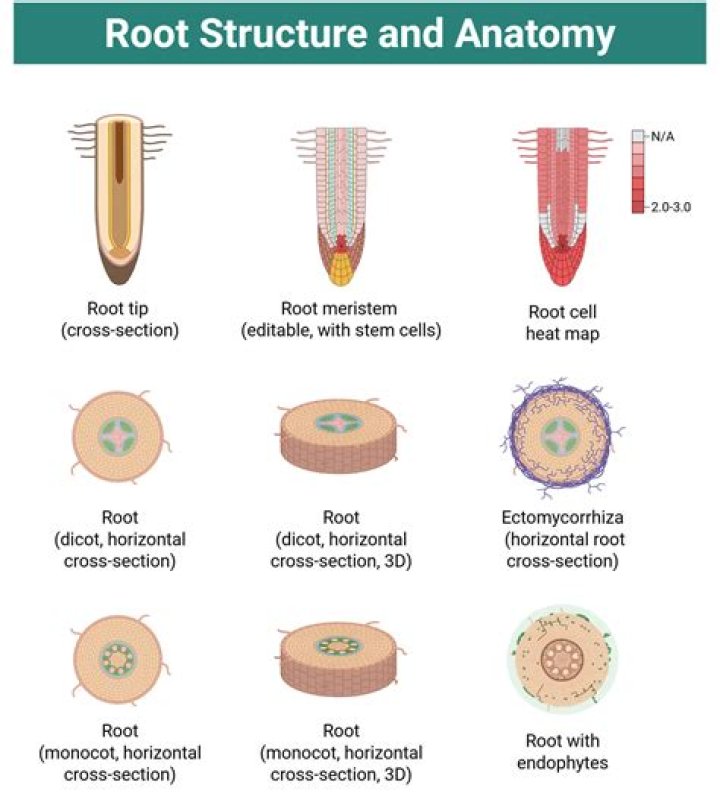 The Roots (Band) - Members profile, Facts, Wiki, Achievements, Net worth 2024 (updated)