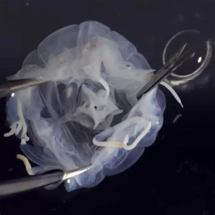 Researchers In Hong Kong Discover New Species Of Box Jellyfish