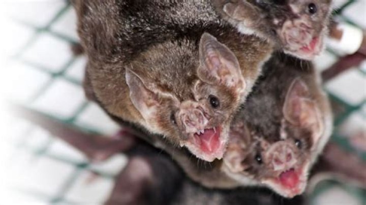 Vampire Bats Share Bloody 'French Kisses' To Deepen Social Bonds
