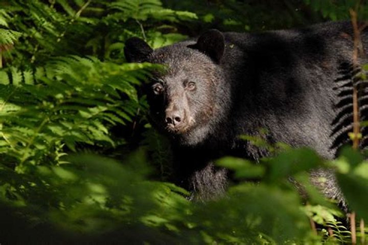 
Vermont Woman Mauled by Bear in Her Backyard While Letting Dog Out: ‘It Was Terrifying’ 