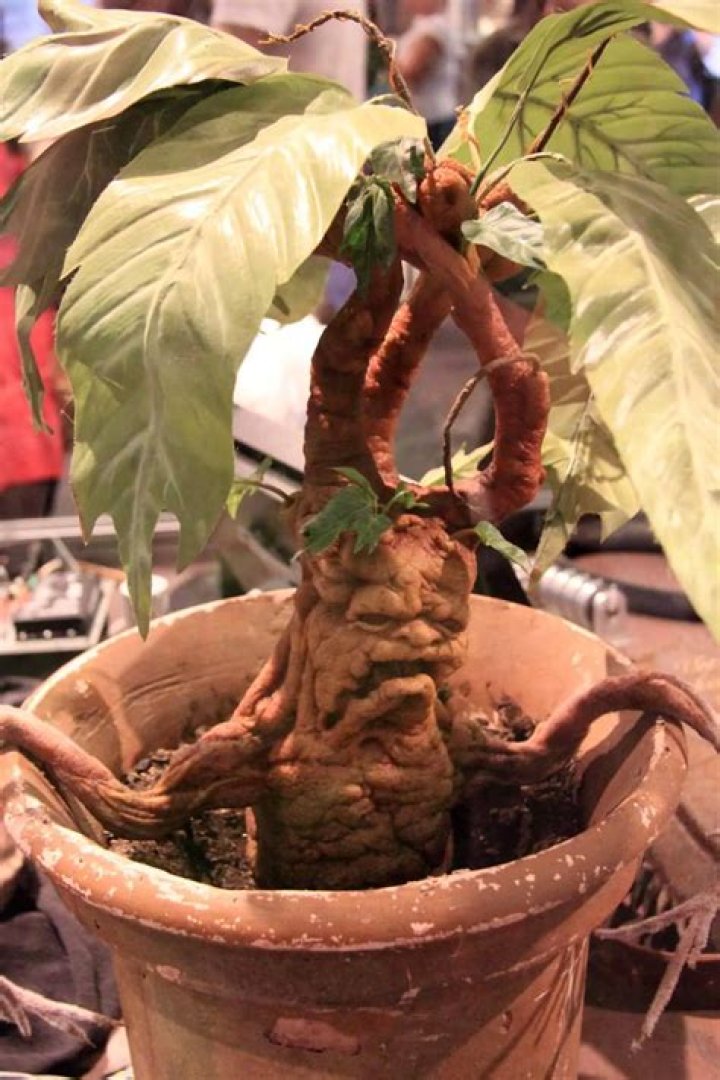 What are the plants in Harry Potter called? – Celebrity.fm – #1 Official Stars, Business & People Network, Wiki, Success story, Biography & Quotes