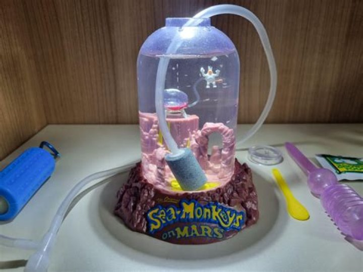 What can I put in my Sea Monkey tank? – Celebrity.fm – #1 Official Stars, Business & People Network, Wiki, Success story, Biography & Quotes